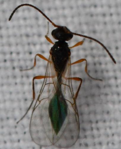 Réf. 319 183 : Aclista sp.